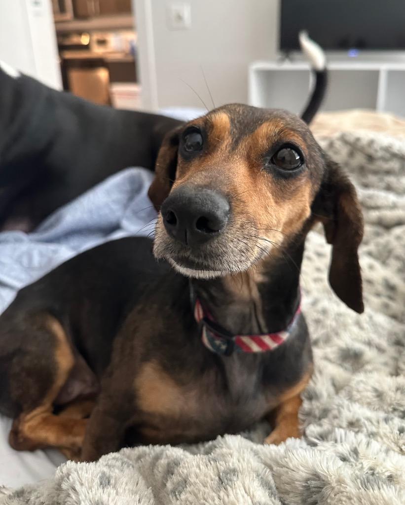 Enlarge Puddles, a Adoptable Dachshund in Bryan, TX image 5/6