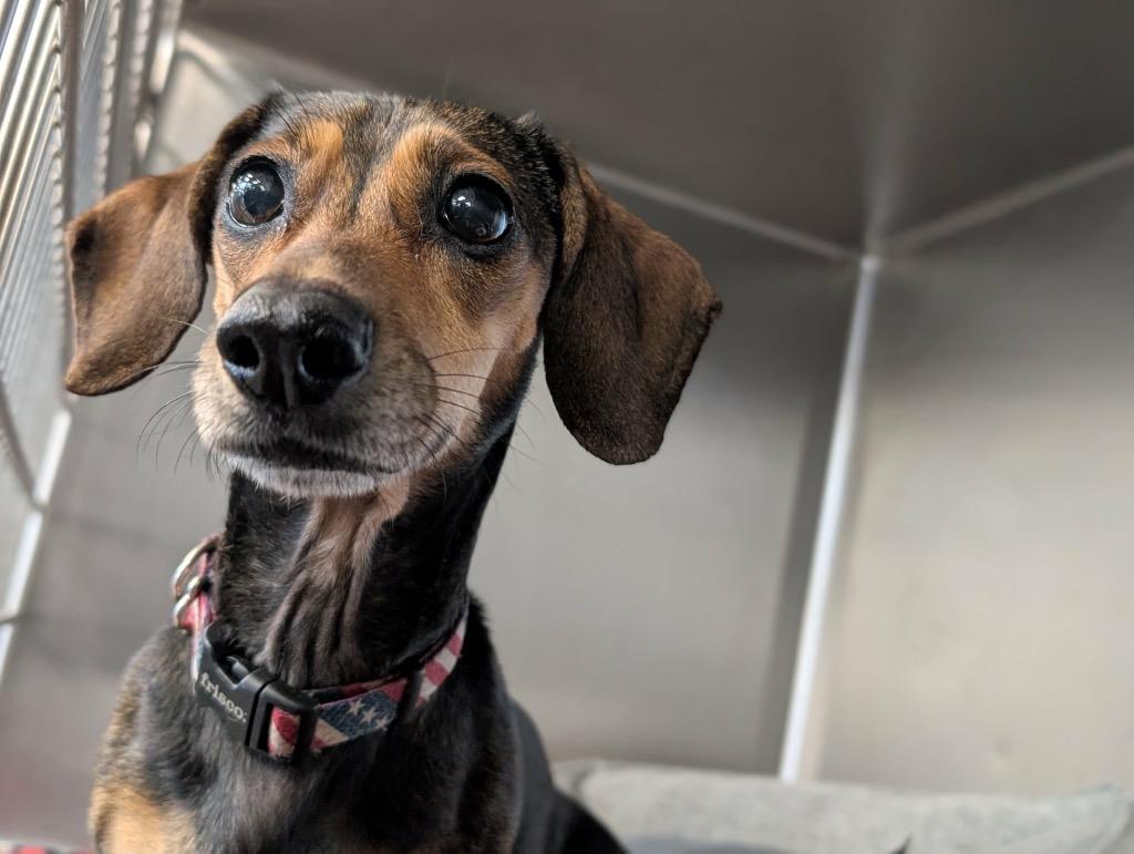 Enlarge Puddles, a Adoptable Dachshund in Bryan, TX image 5/6