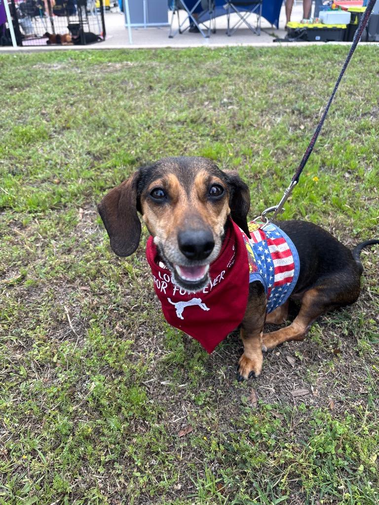 Enlarge Puddles, a Adoptable Dachshund in Bryan, TX image 6/6