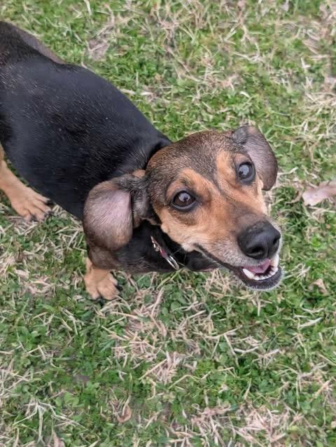 Enlarge Puddles, a Adoptable Dachshund in Bryan, TX image 6/6