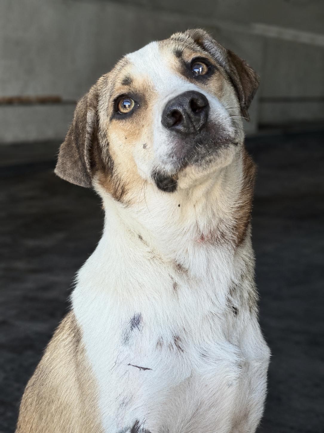 Enlarge Girly, a Adoptable mixed breed in Orange, CA image 2/2