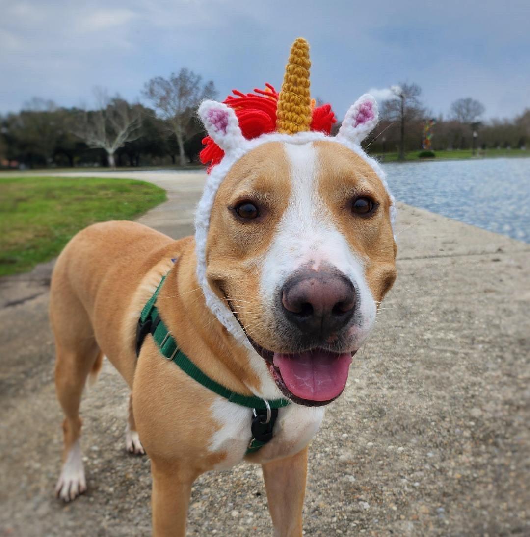 Enlarge Deuce, a Adoptable mixed breed in New Orleans, LA image 1/6