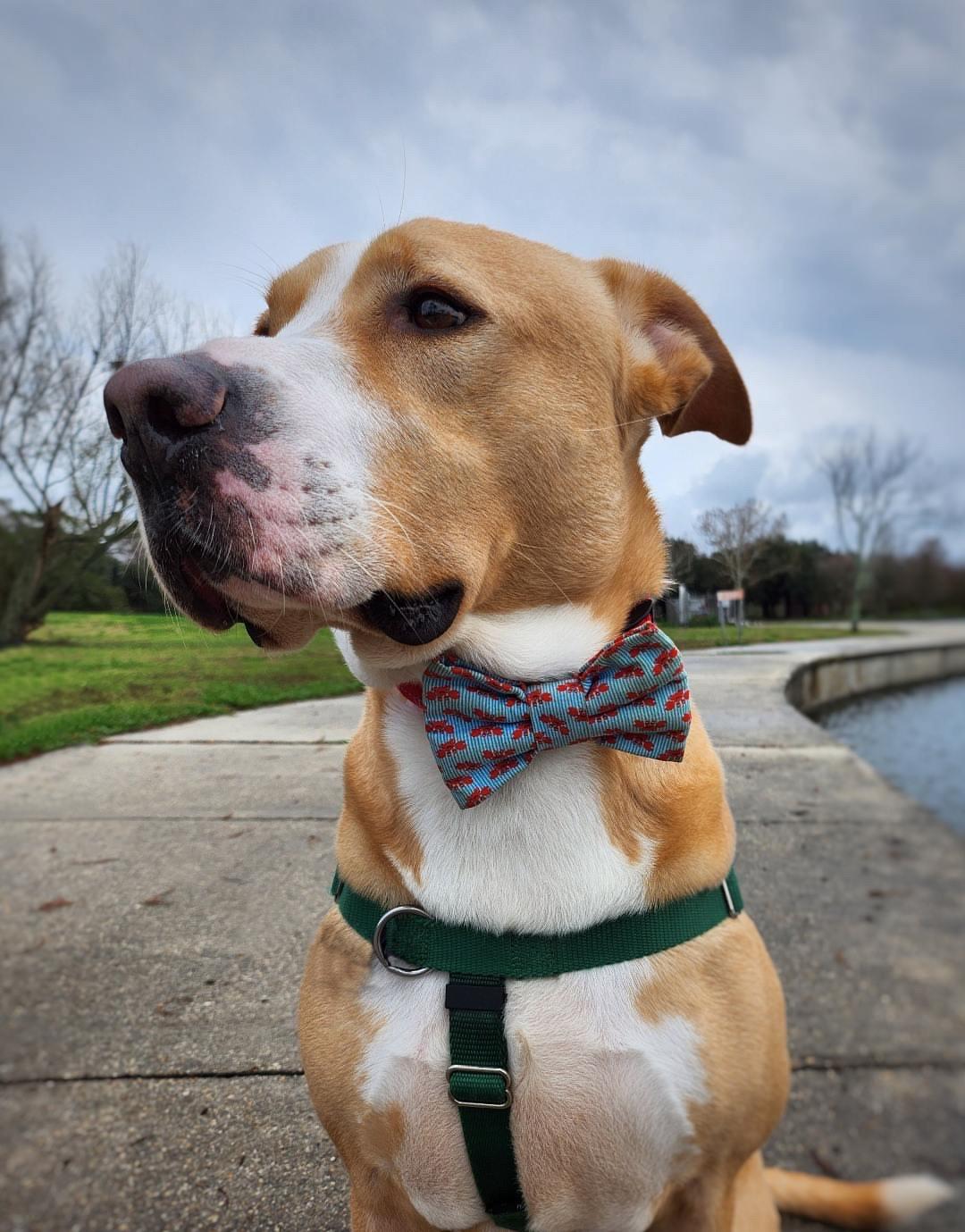 Enlarge Deuce, a Adoptable mixed breed in New Orleans, LA image 2/6