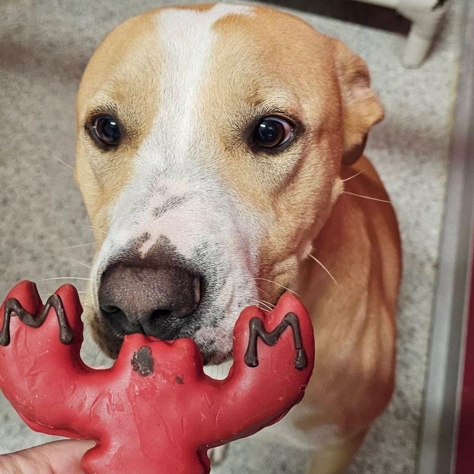 Deuce, a Adoptable mixed breed in New Orleans, LA image 2/6