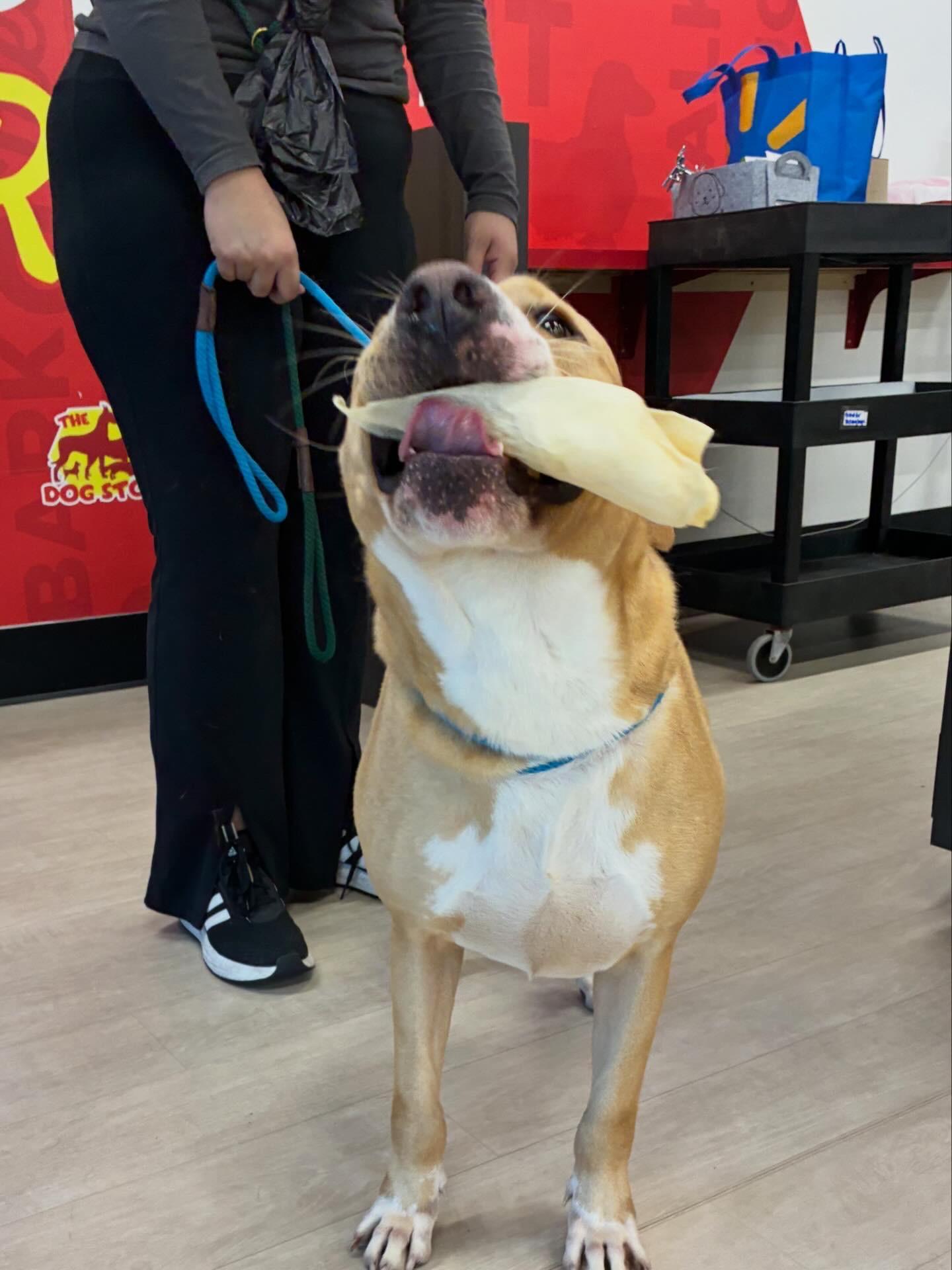 Enlarge Deuce, a Adoptable mixed breed in New Orleans, LA image 3/6