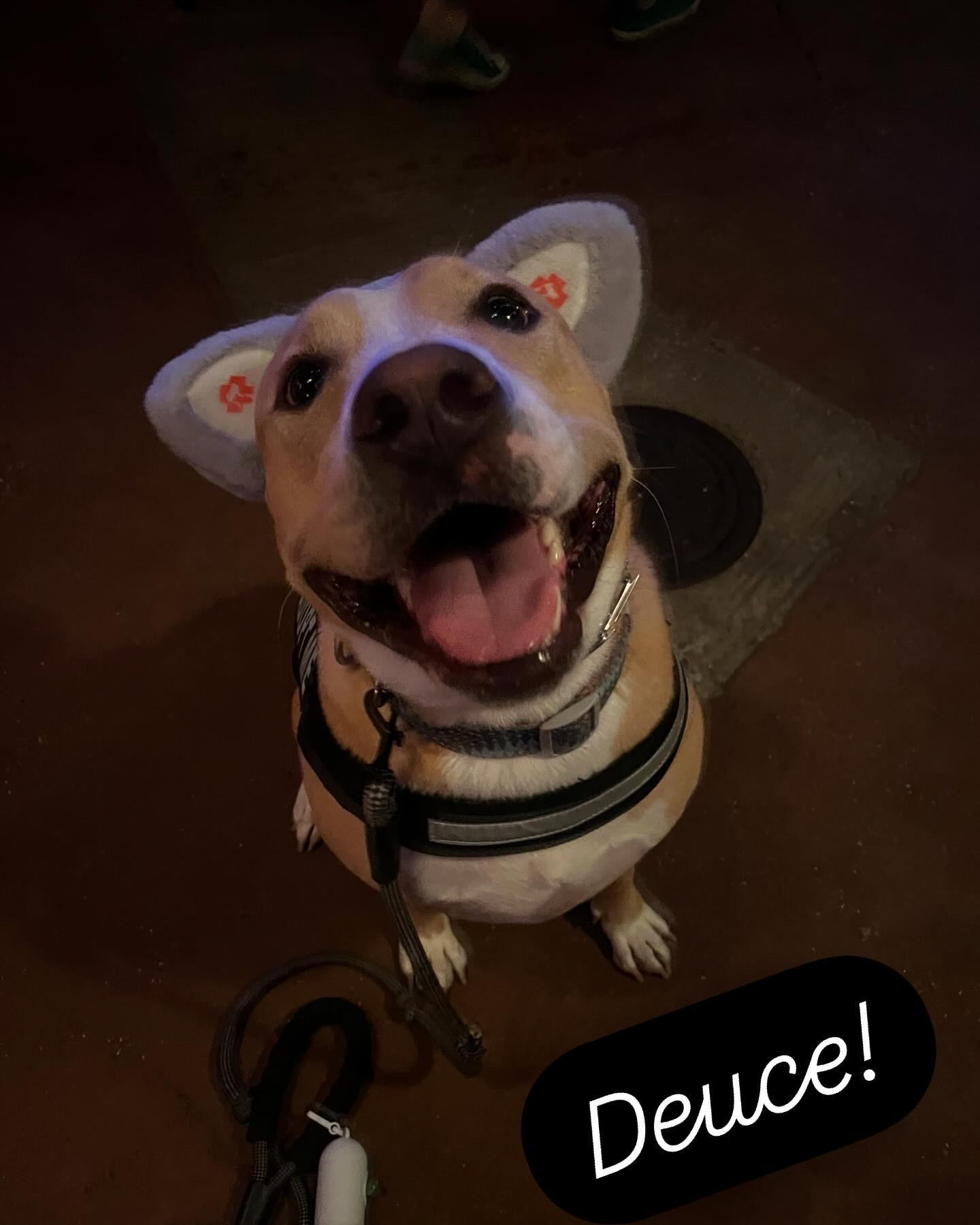 Deuce, a Adoptable mixed breed in New Orleans, LA image 5/6