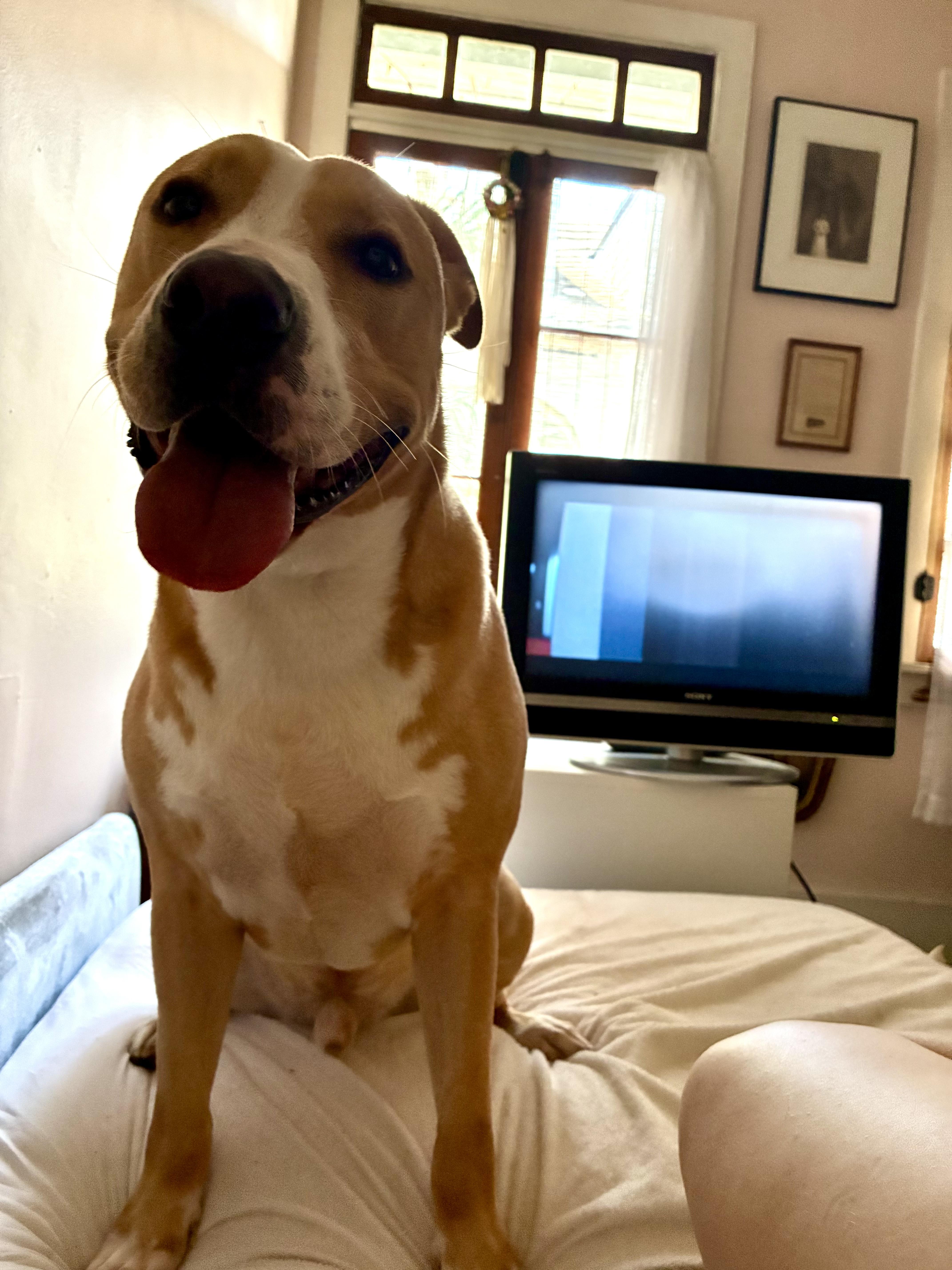Deuce, a Adoptable mixed breed in New Orleans, LA image 6/6