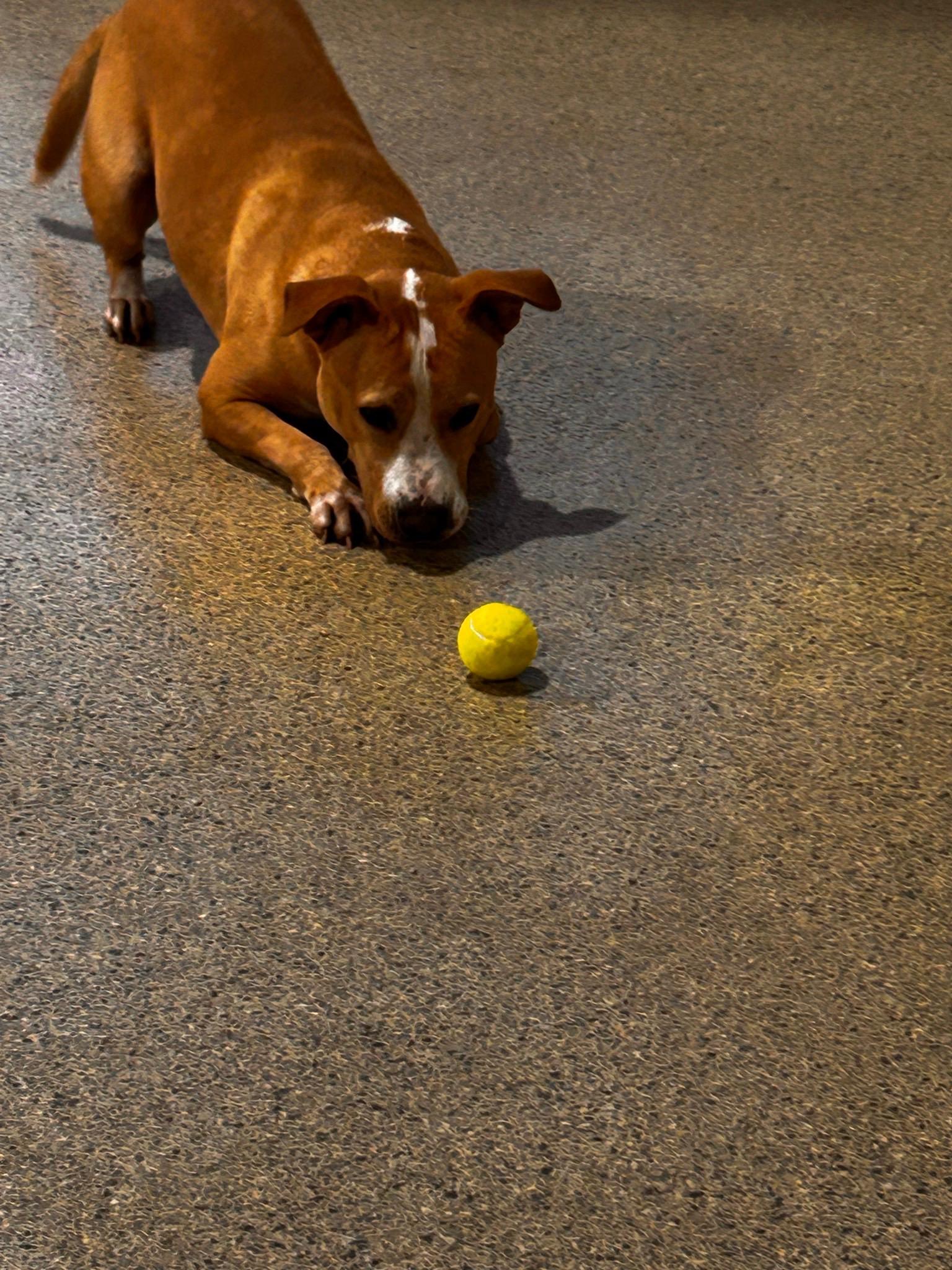 Deuce, a Adoptable mixed breed in New Orleans, LA image 1/6