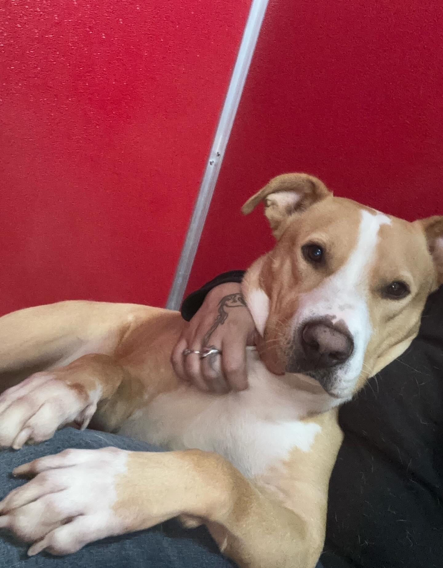 Enlarge Deuce, a Adoptable mixed breed in New Orleans, LA image 6/6