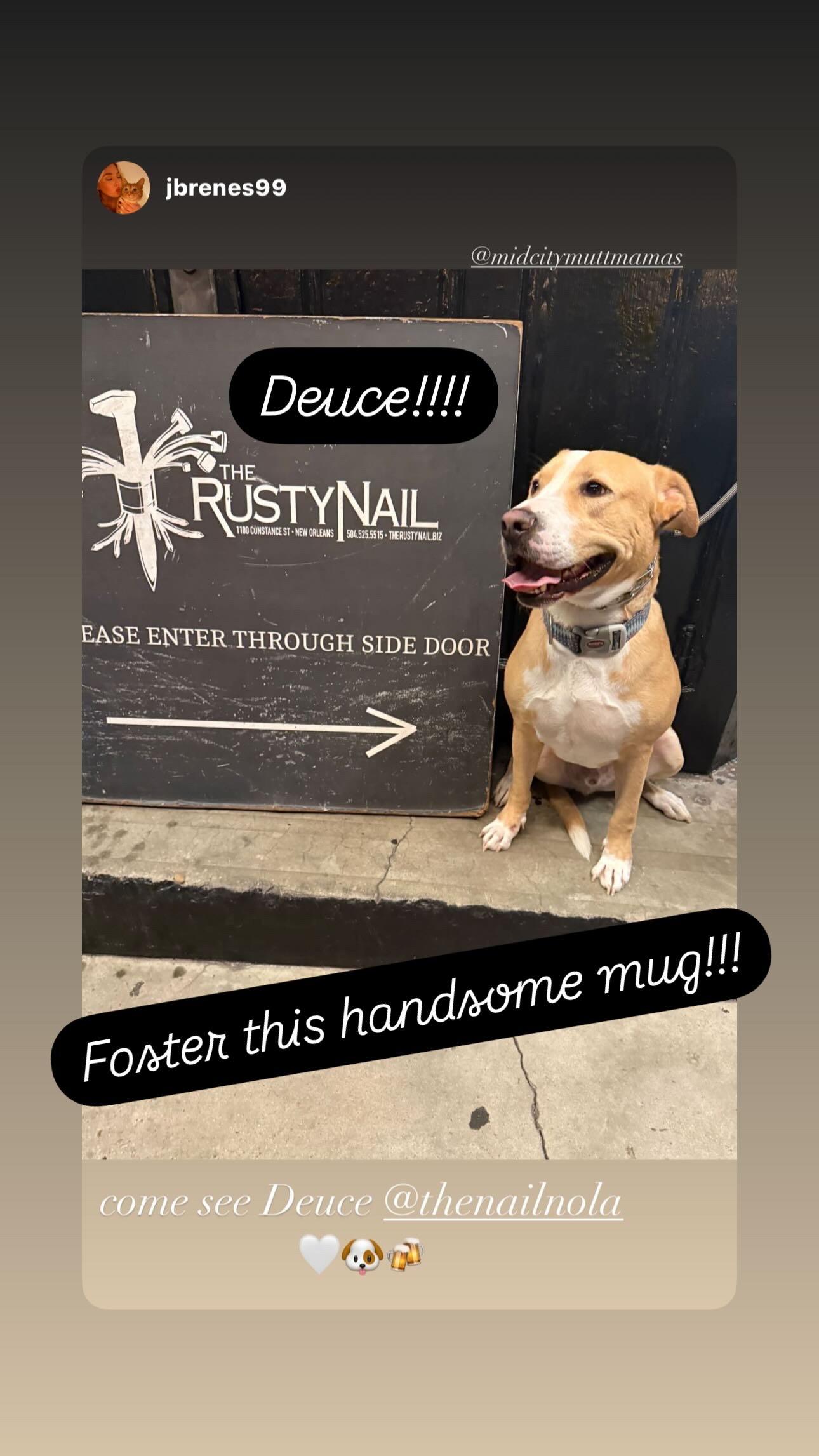 Deuce, a Adoptable mixed breed in New Orleans, LA image 3/6