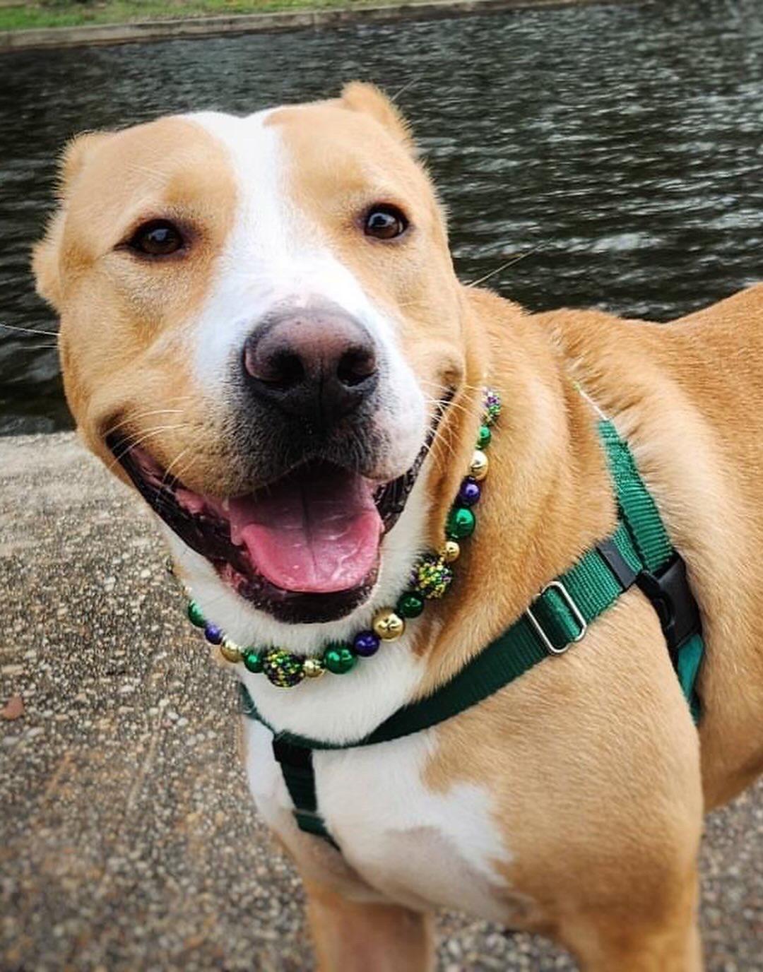 Enlarge Deuce, a Adoptable mixed breed in New Orleans, LA image 4/6