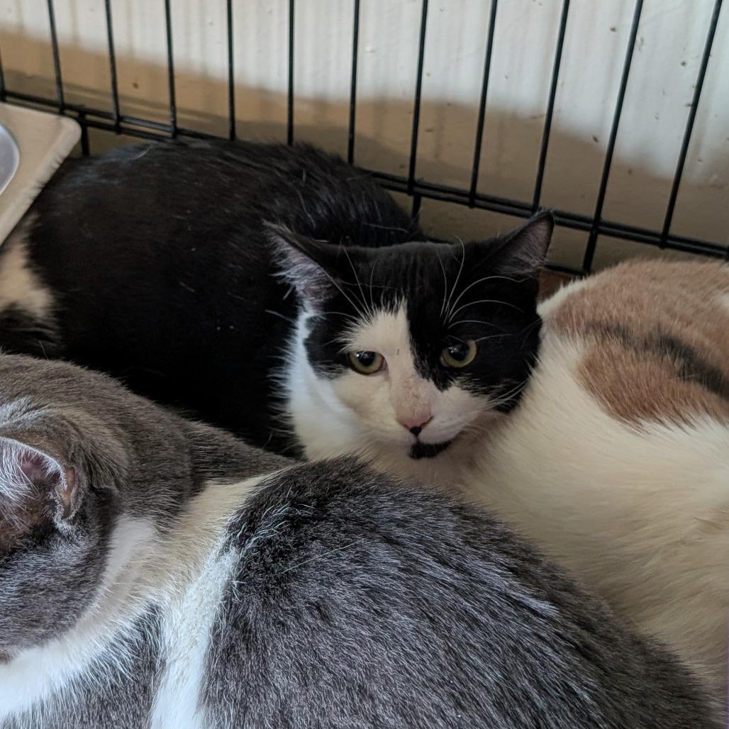 oreo, Adoptable, Young Female Domestic Short Hair & American Shorthair.