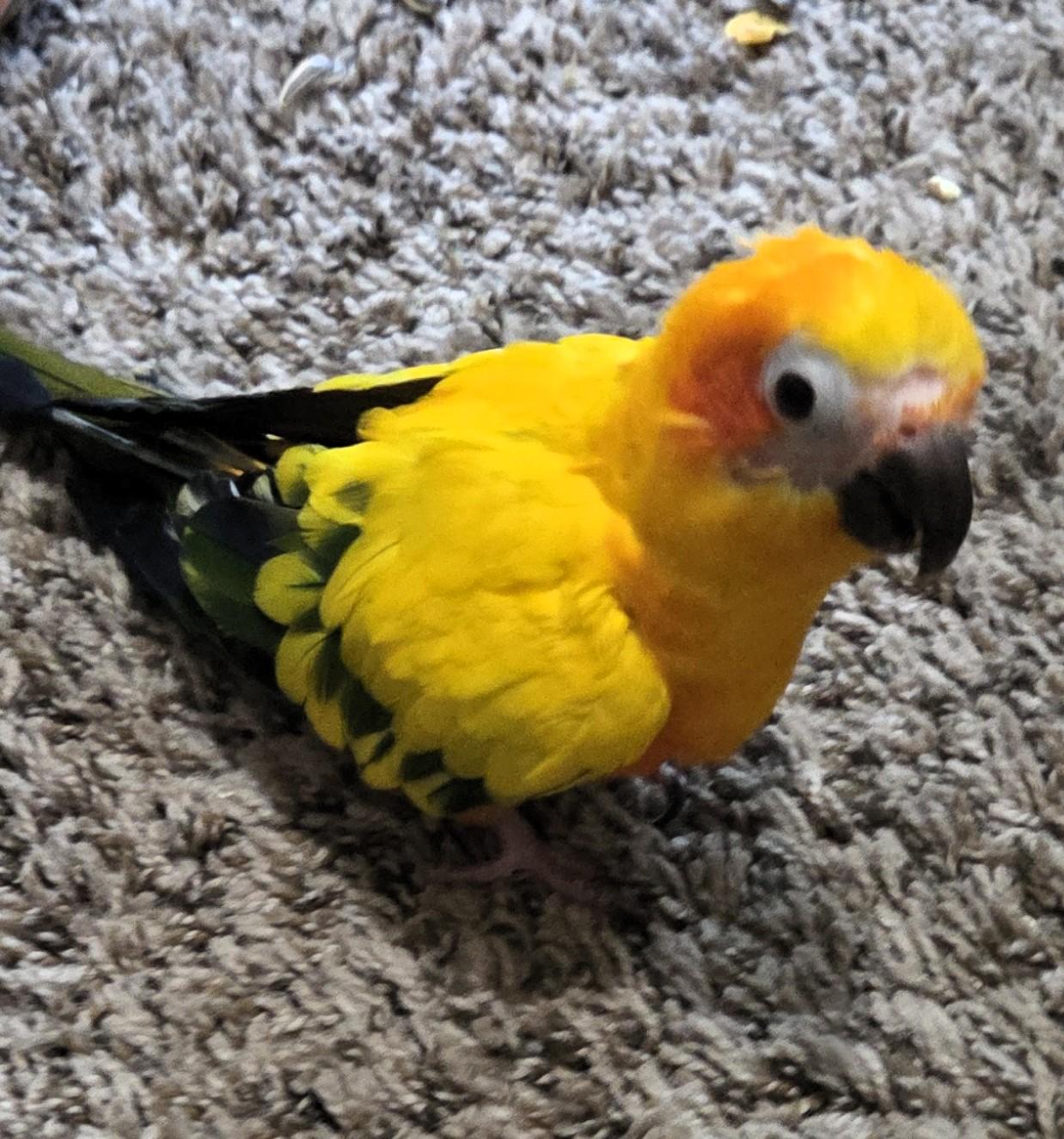 Bert, Adoptable, Senior Unknown Conure.