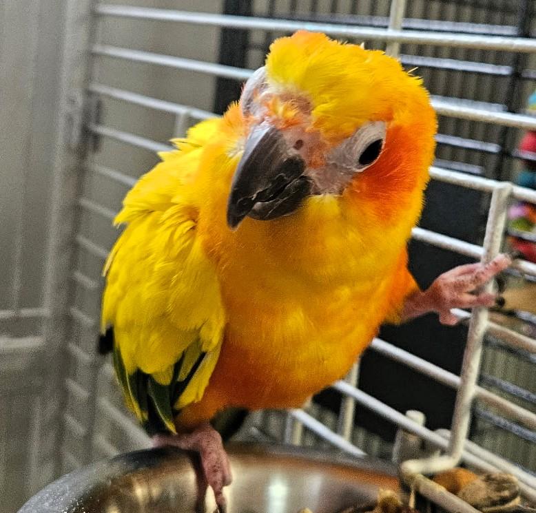 Enlarge Bert, a Adoptable Conure in Lenexa, KS image 2/2