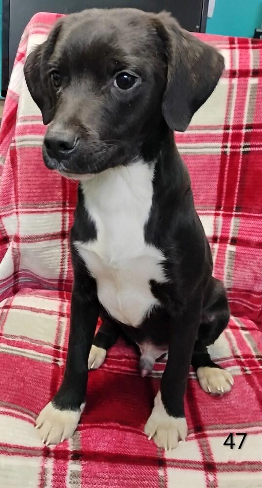 Enlarge Xander #47, a Adoptable mixed breed in New Lexington, OH image 1/1