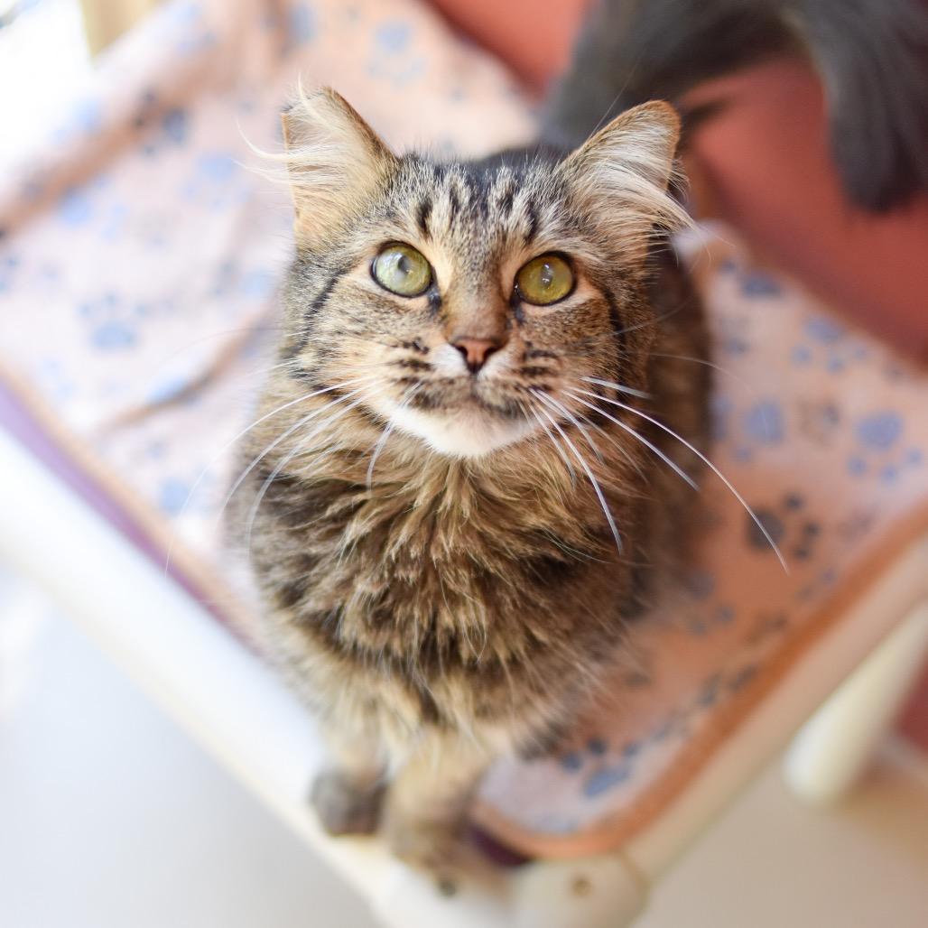 Samantha, Adoptable, Adult Female Domestic Medium Hair.