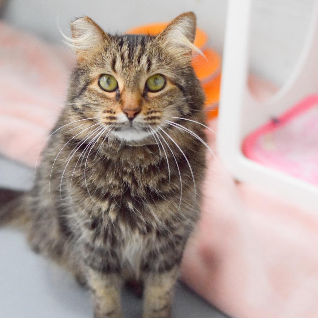 Samantha, Adoptable, Adult Female Domestic Medium Hair.