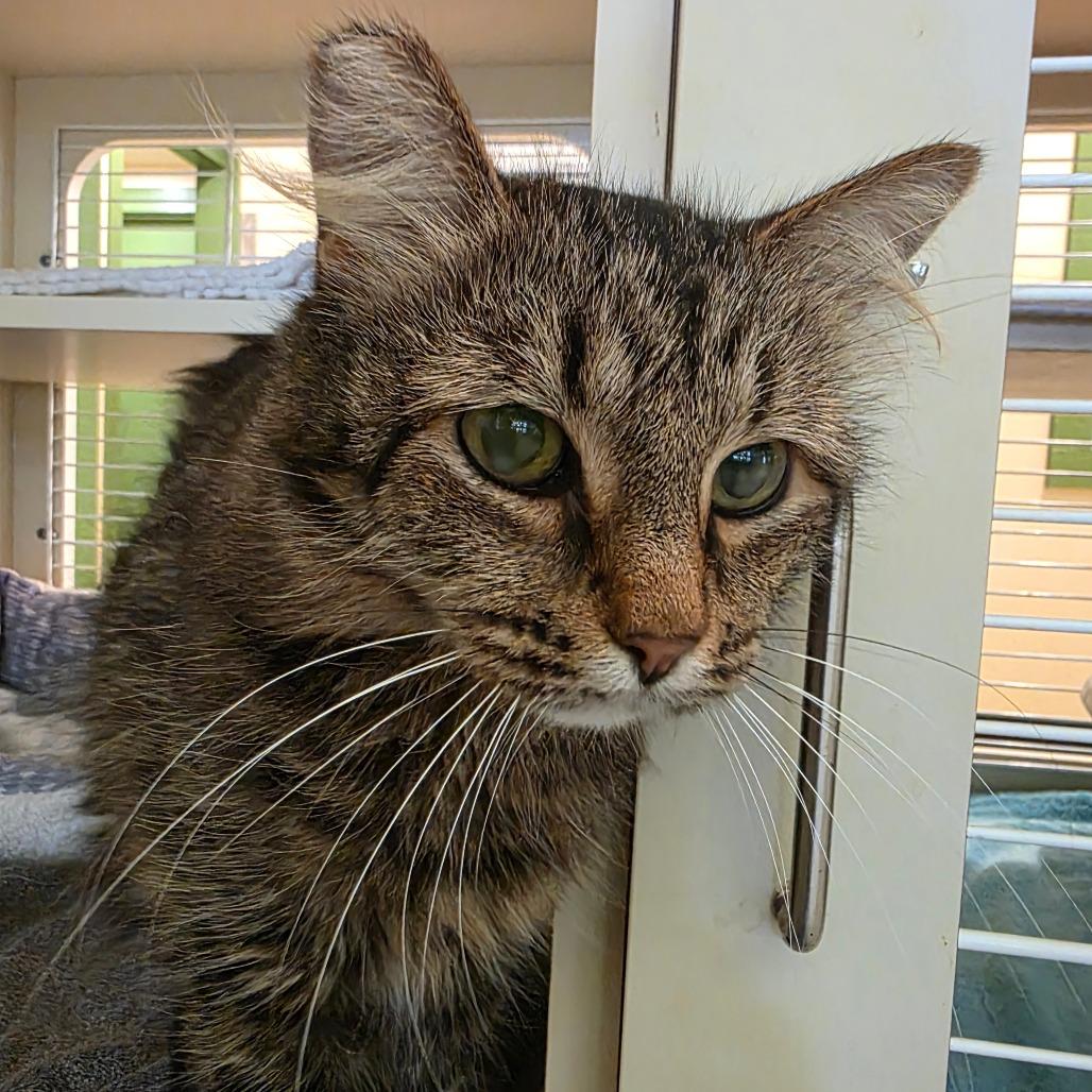 Enlarge Samantha, a Adoptable Domestic Medium Hair in Kailua Kona, HI image 2/4