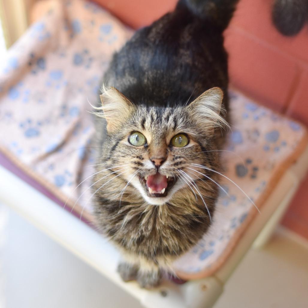 Samantha, a Adoptable Domestic Medium Hair in Kailua Kona, HI image 3/4