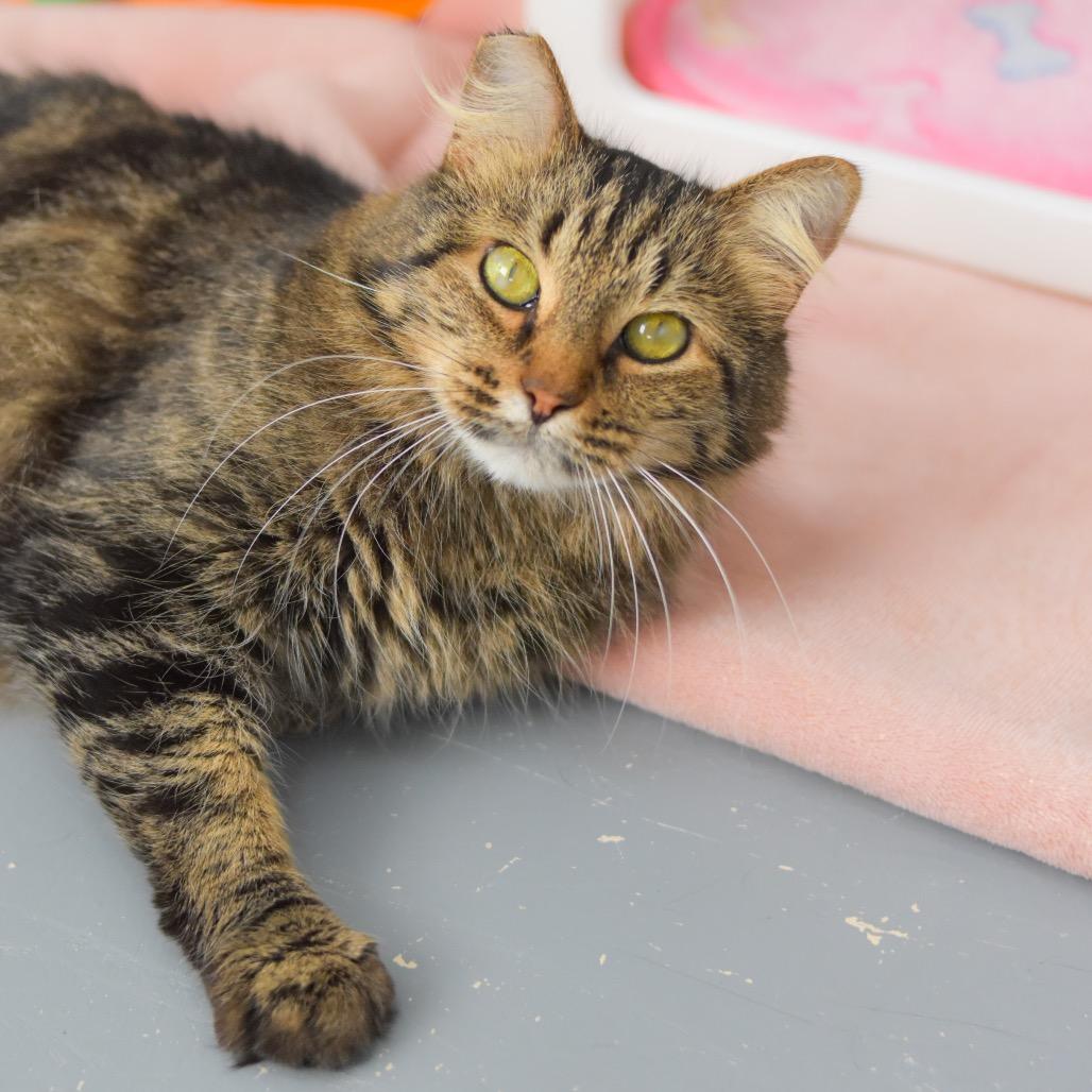 Enlarge Samantha, a Adoptable Domestic Medium Hair in Kailua Kona, HI image 3/4