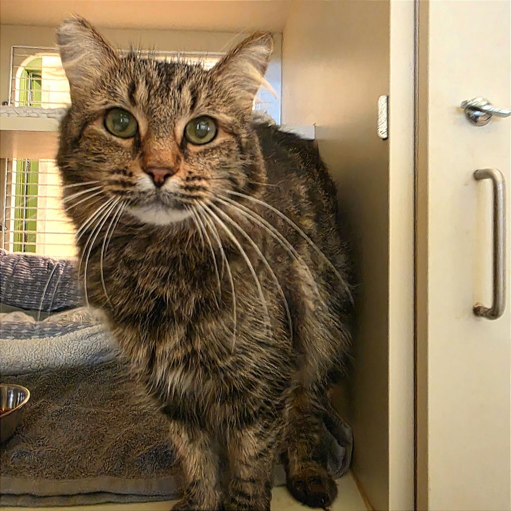 Enlarge Samantha, a Adoptable Domestic Medium Hair in Kailua Kona, HI image 4/4