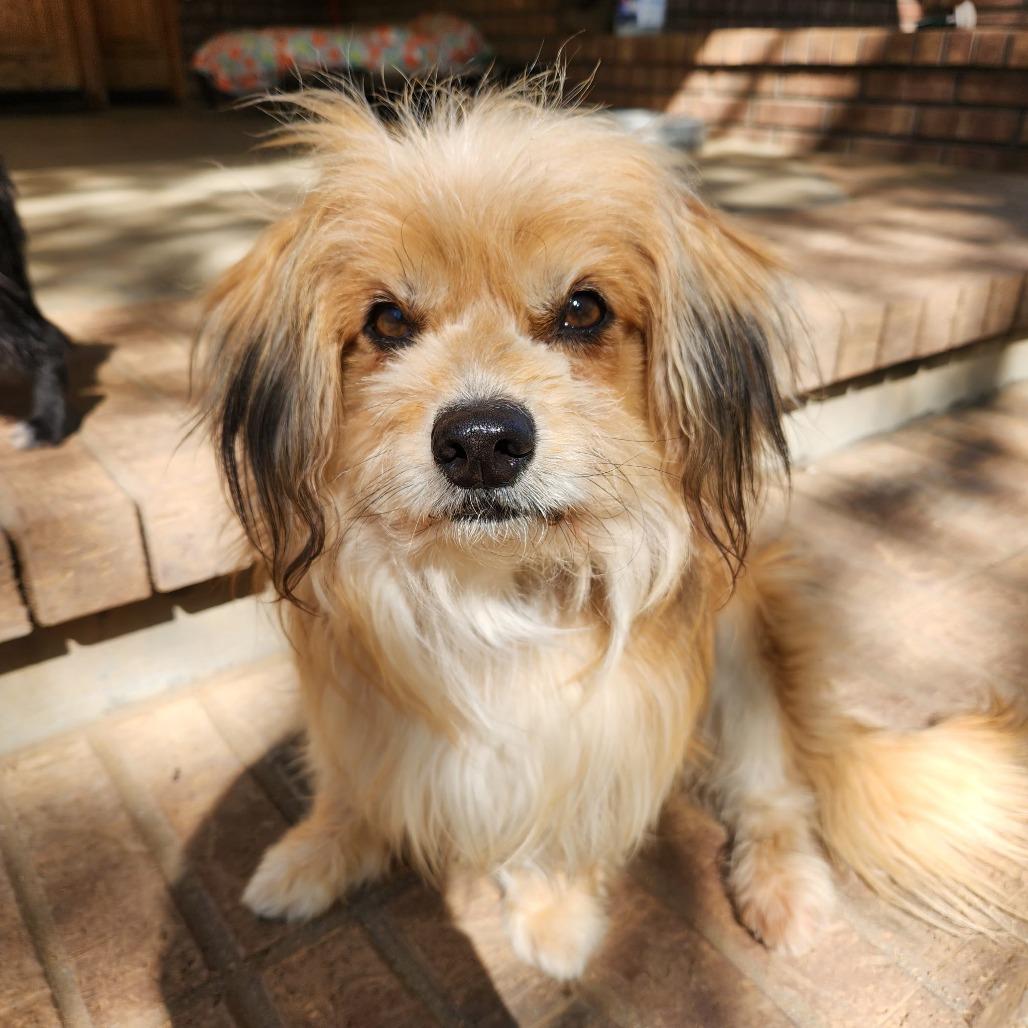 Canelo, Adoptable, Senior Male Havanese.