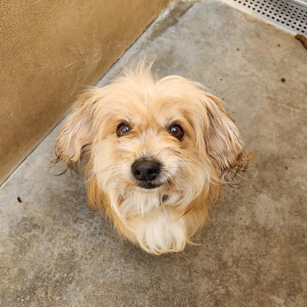 Enlarge Canelo, a Adoptable Havanese in Pacifica, CA image 2/3