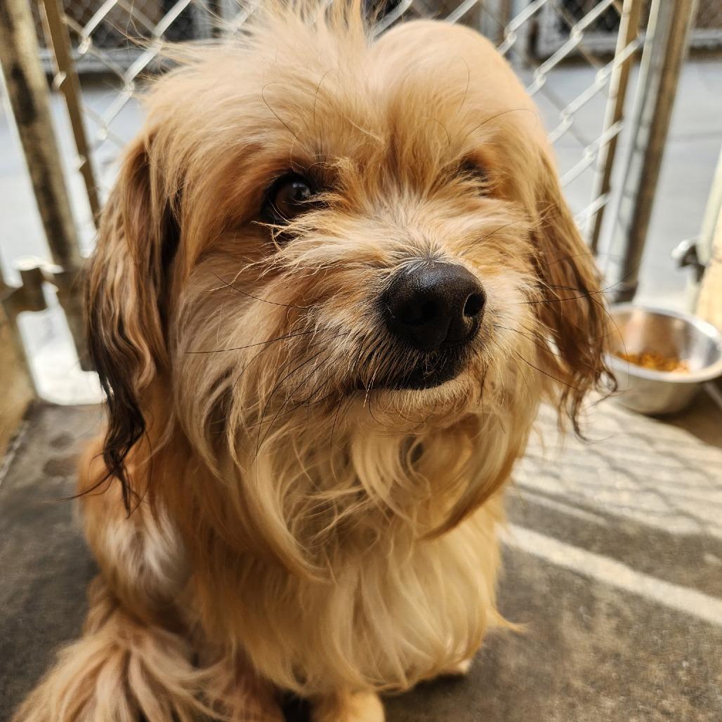 Enlarge Canelo, a Adoptable Havanese in Pacifica, CA image 3/3