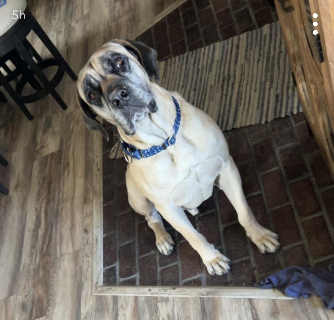 Clyde, a Adoptable Mastiff in Edmond, OK image 1/5