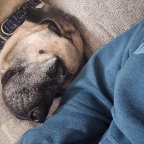 Clyde, a Adoptable Mastiff in Edmond, OK image 2/5
