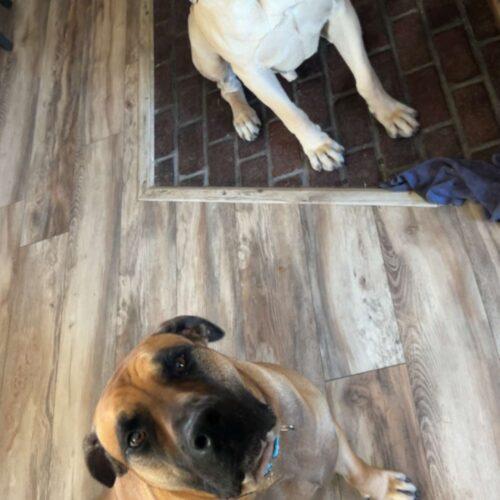 Clyde, a Adoptable Mastiff in Edmond, OK image 3/5