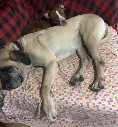 Clyde, a Adoptable Mastiff in Edmond, OK image 5/5