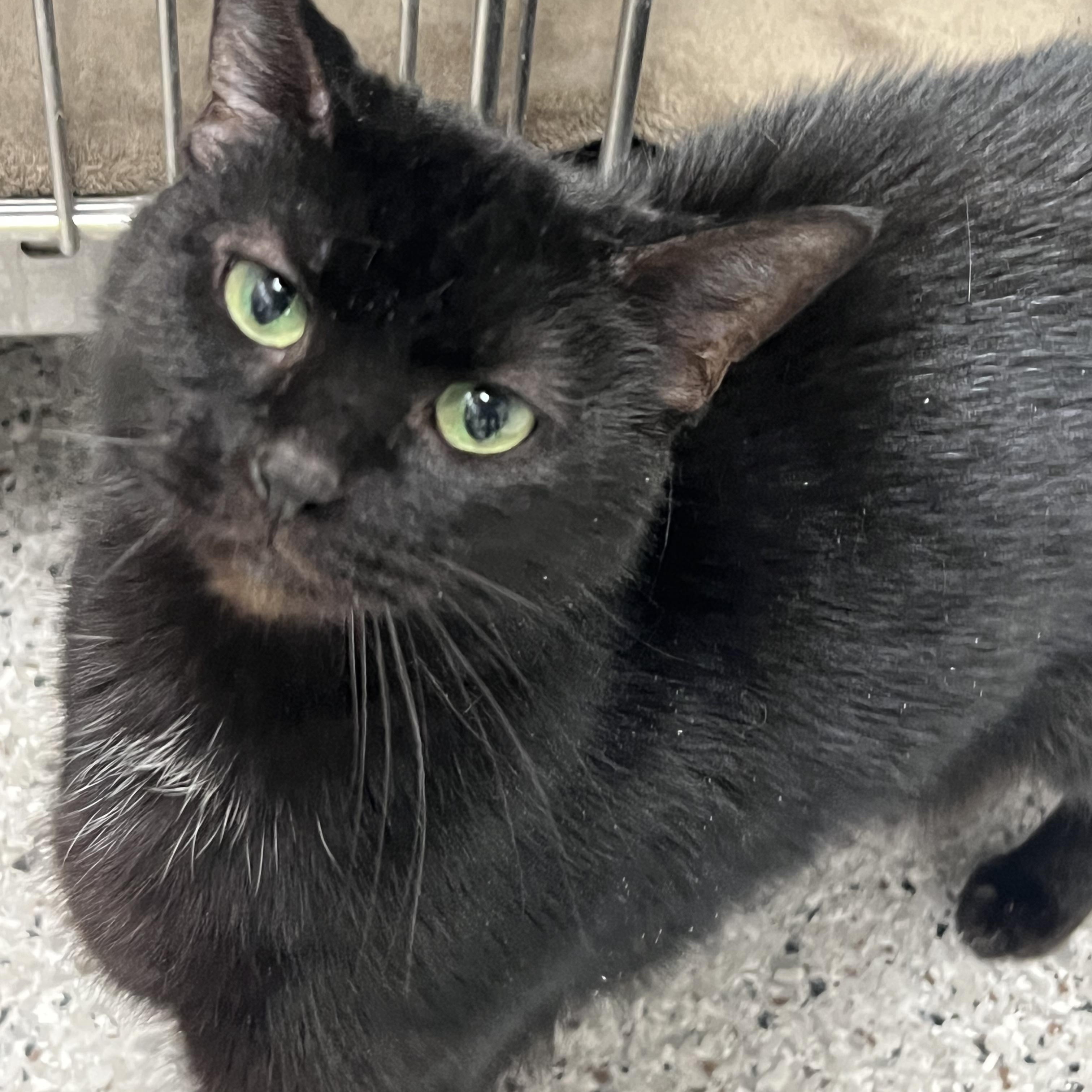 Enlarge Kit Kat, a ADOPTABLE mixed breed in Mount Pleasant, MI image 1/1