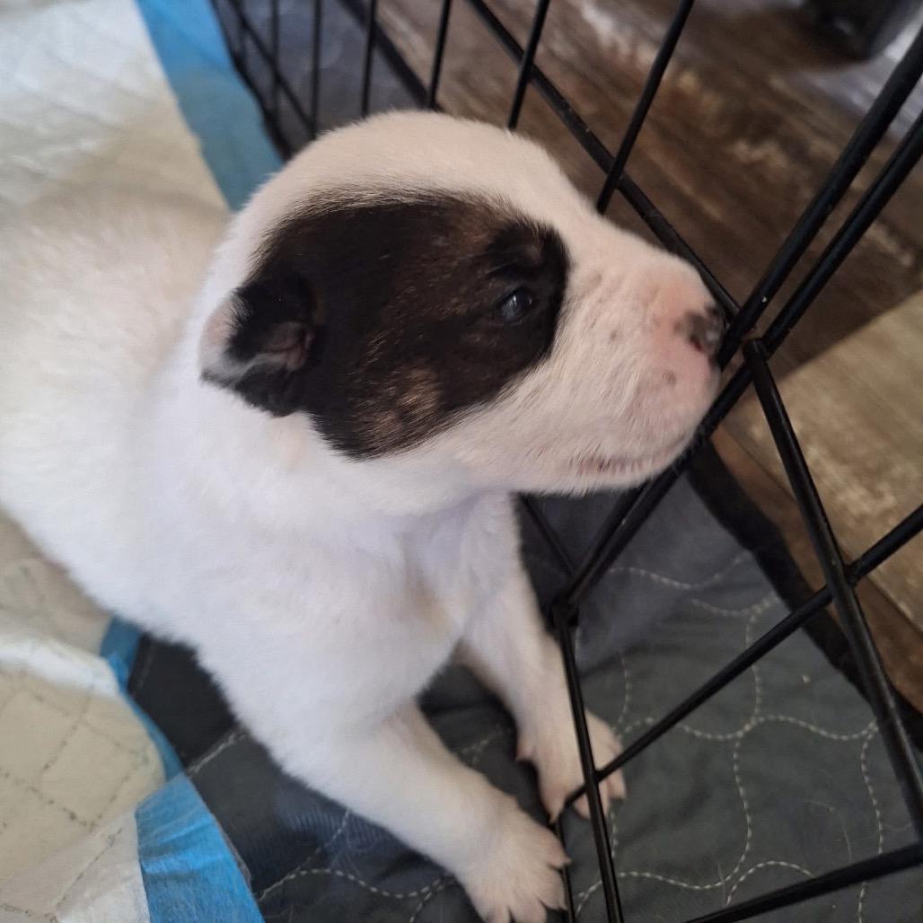 Enlarge Kermit, a Adoptable Australian Shepherd in Allen, TX image 2/6