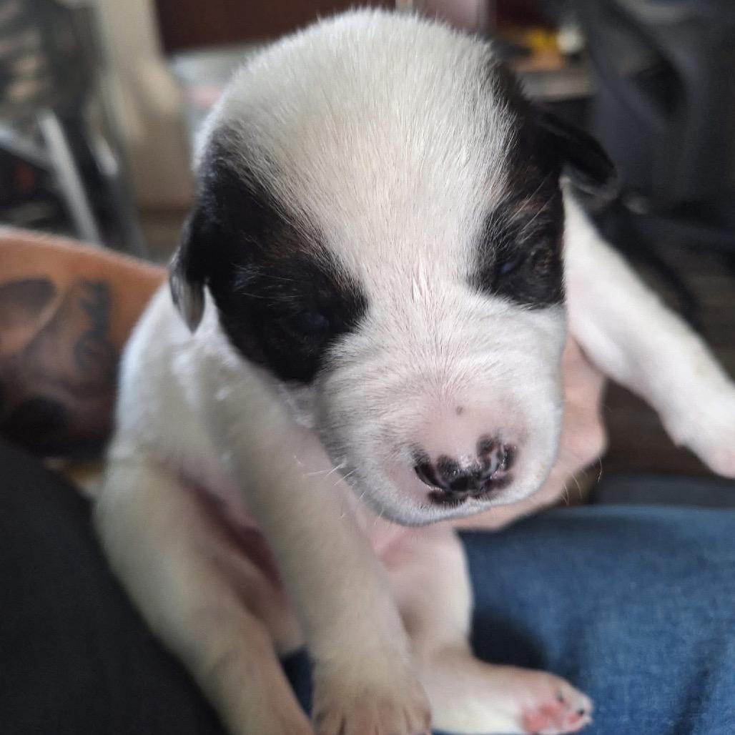 Enlarge Kermit, a Adoptable Australian Shepherd in Allen, TX image 3/6