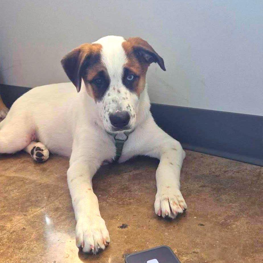 Enlarge Kermit, a Adoptable Australian Shepherd in Allen, TX image 5/6