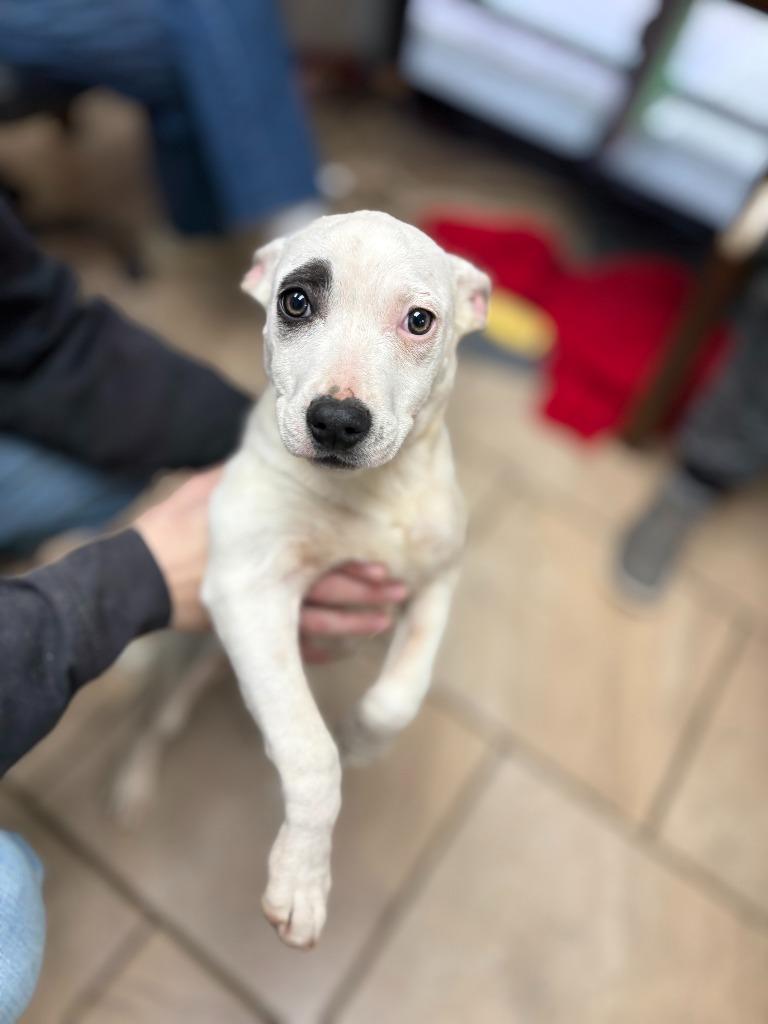 Enlarge Patch, a Adoptable Mixed Breed in Batesville, AR image 1/1