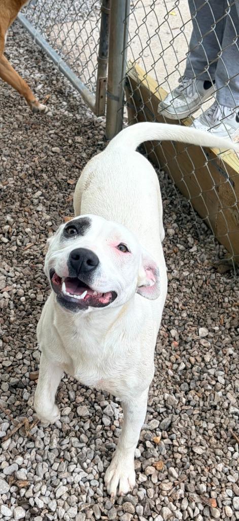 Patch, Adoptable, Young Female Mixed Breed.