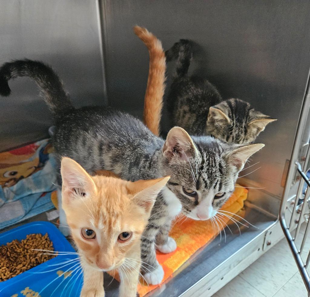 Wood Kitten 4(Birch), Adoptable, Kitten Male Domestic Short Hair.