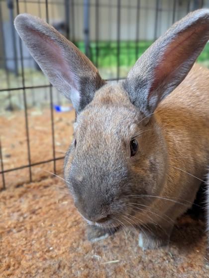Cannellini, a Adoptable mixed breed in Everett, WA image 2/3