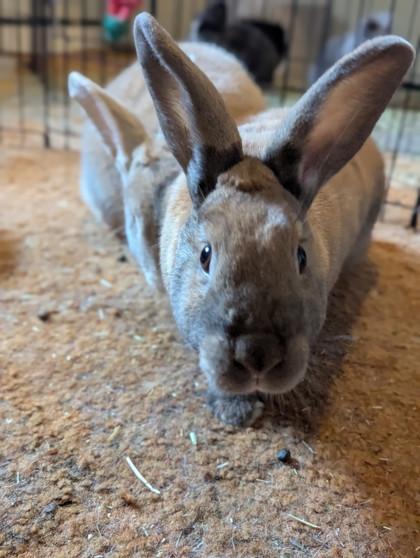 Cannellini, a Adoptable mixed breed in Everett, WA image 3/3