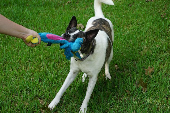 Ruby, a Adoptable mixed breed in Houston, TX image 1/12