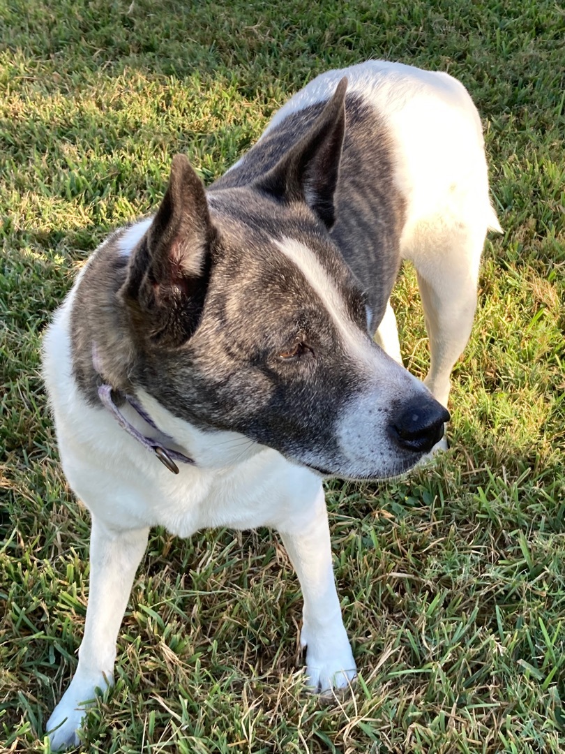 Ruby, a Adoptable mixed breed in Houston, TX image 2/12