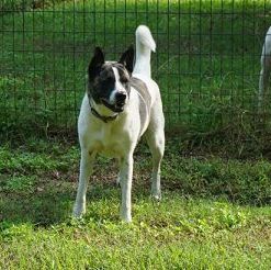 Ruby, a Adoptable mixed breed in Houston, TX image 3/12