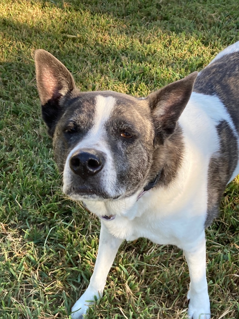 Ruby, a Adoptable mixed breed in Houston, TX image 4/12