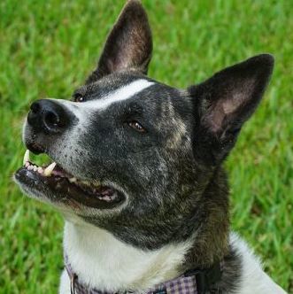 Ruby, a Adoptable mixed breed in Houston, TX image 5/12