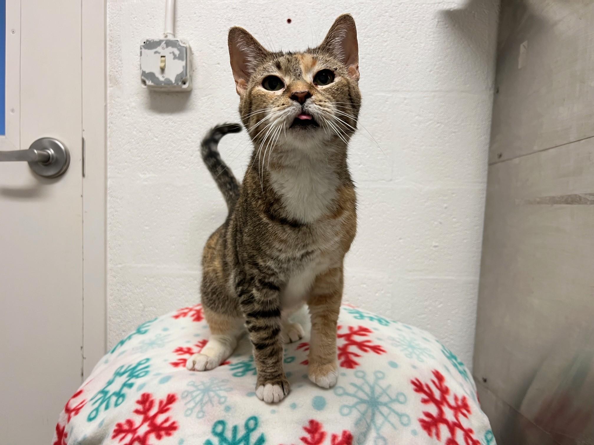 Enlarge Susan, a ADOPTABLE Domestic Short Hair in Stanley, VA image 1/4