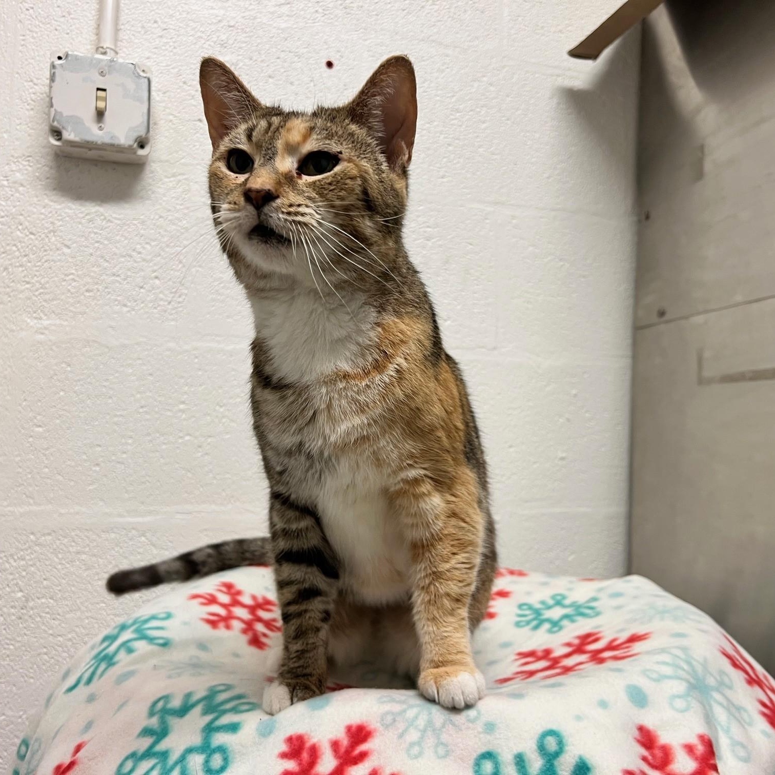 Enlarge Susan, a ADOPTABLE Domestic Short Hair in Stanley, VA image 2/4