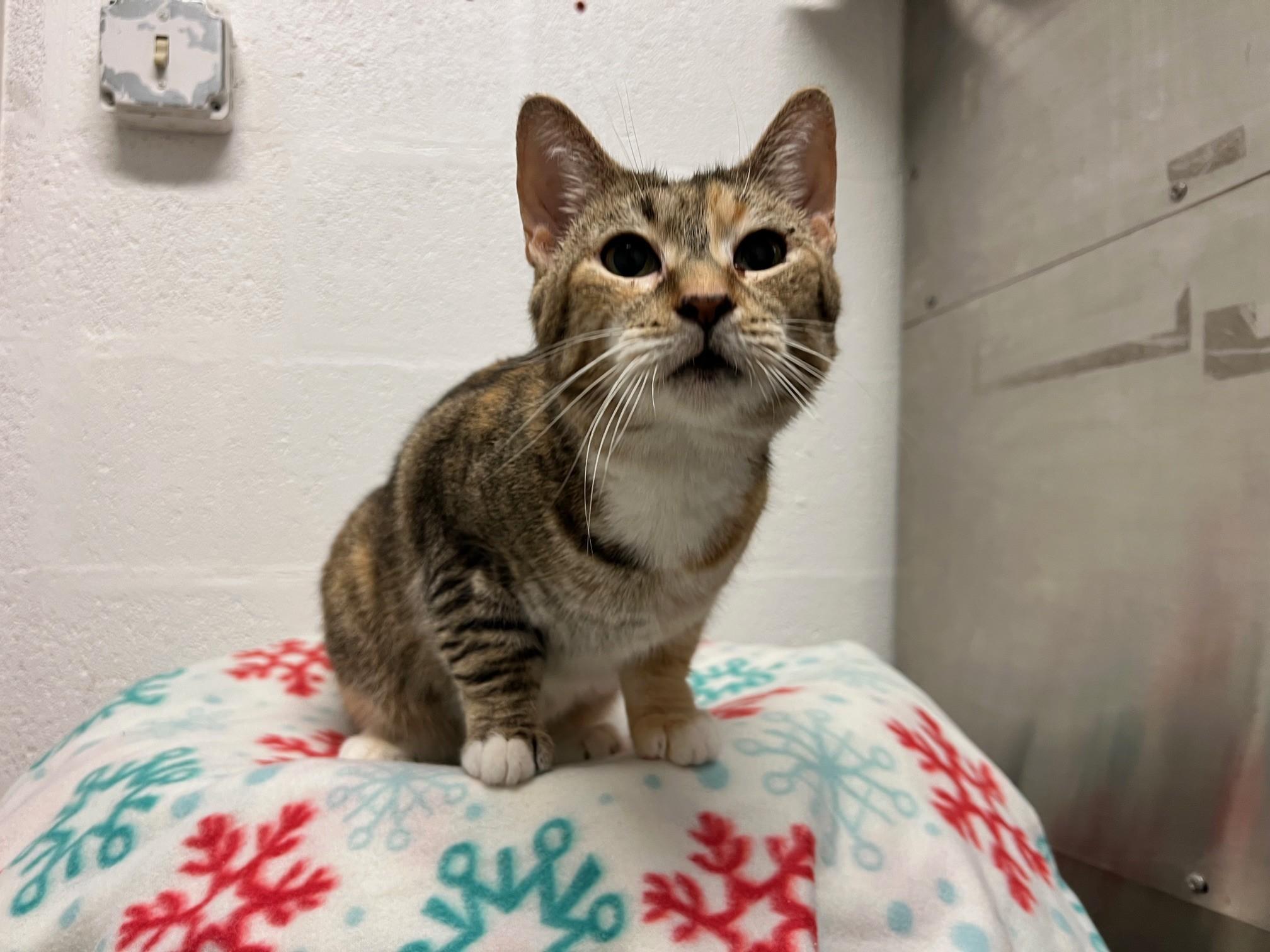 Enlarge Susan, a ADOPTABLE Domestic Short Hair in Stanley, VA image 3/4