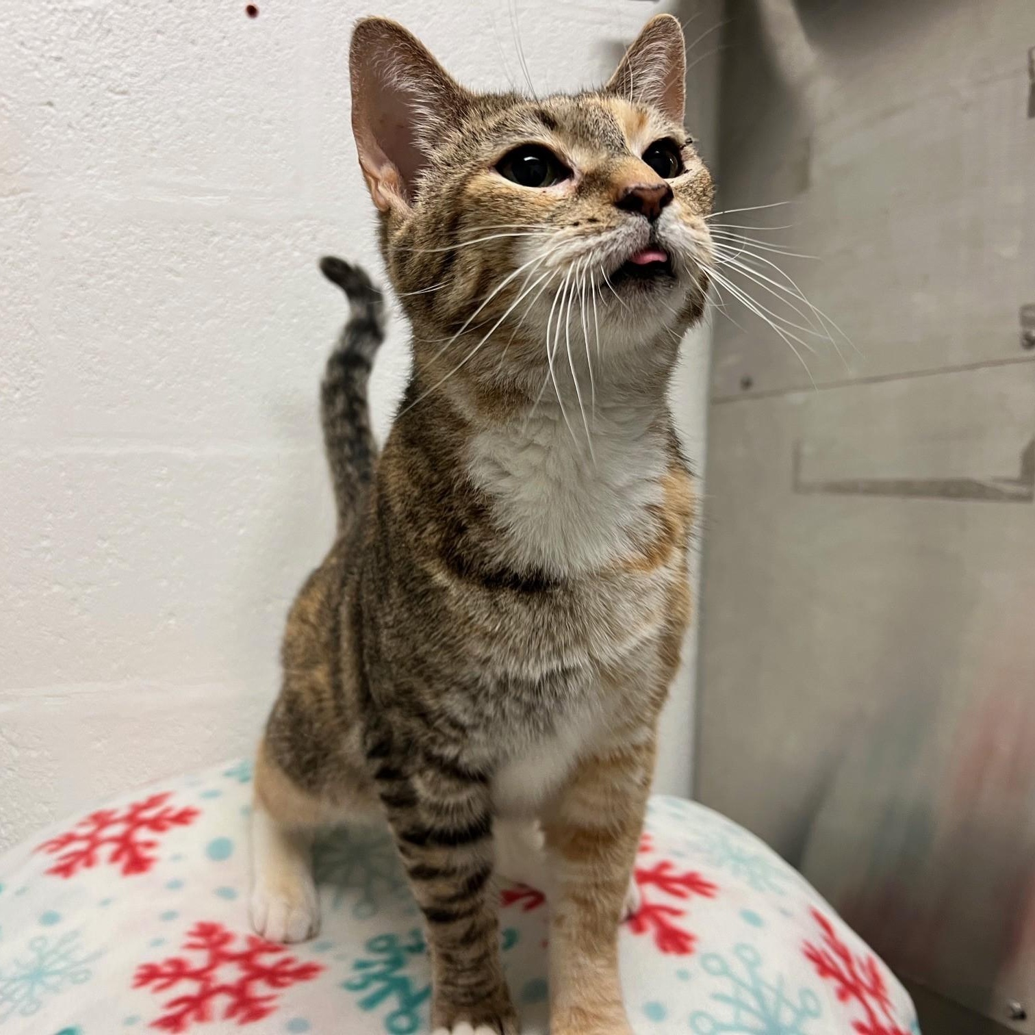 Enlarge Susan, a ADOPTABLE Domestic Short Hair in Stanley, VA image 4/4